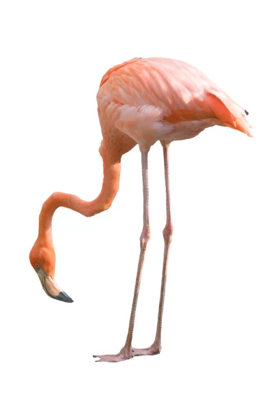 Το Flamingo πουλί απομονωμένες — Φωτογραφία Αρχείου