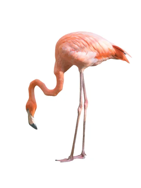 Flamingo Pássaro isolado — Fotografia de Stock