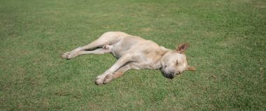 uyku yerli Tay köpek