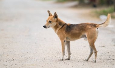 yerli Tay köpek 