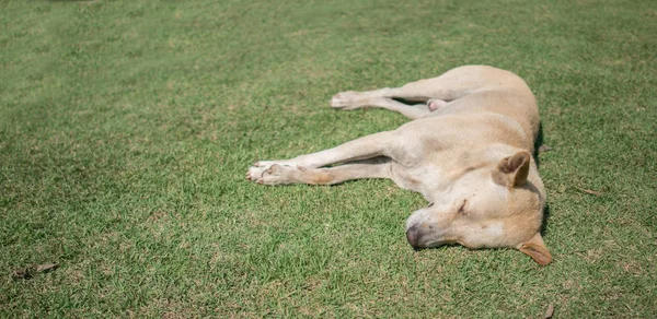 Domestique thai chien dormir — Photo