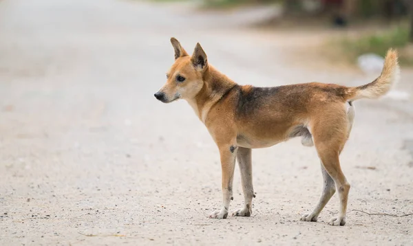 Домашняя тайская собака — стоковое фото