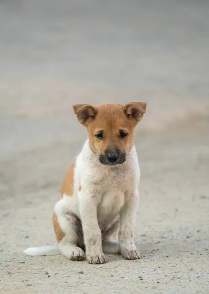 Chien thaï domestique — Photo