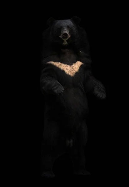 Азиатский черный медведь стоит в темноте — стоковое фото
