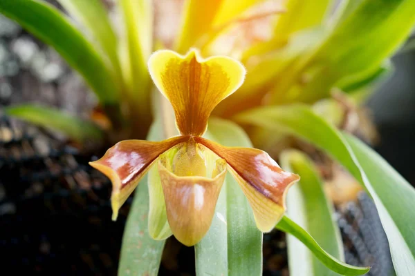 Paphiopedilum Villosum Lindl Stein Piękne Dzika Orchidea — Zdjęcie stockowe