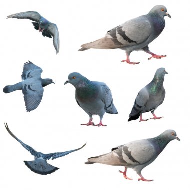 izole uçan güvercin kuşu