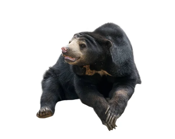 Ursinho malaio — Fotografia de Stock
