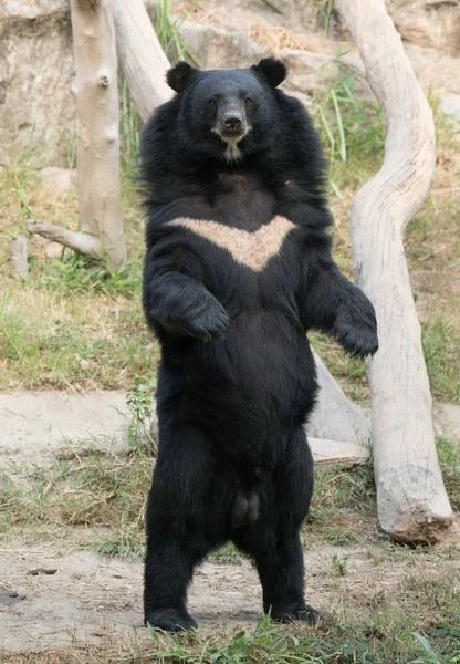 Asiatiska black bear — Stockfoto