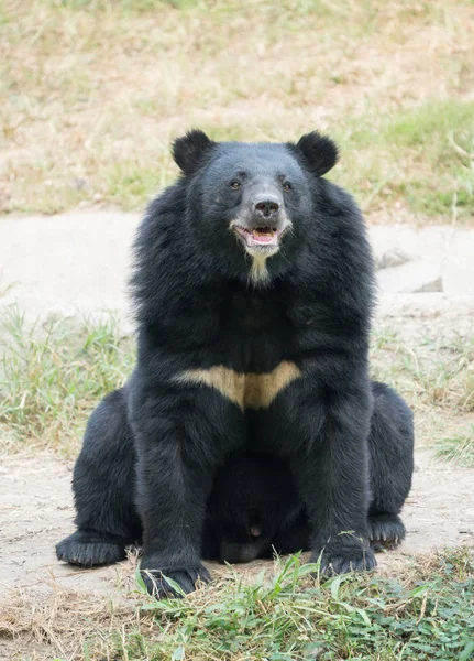 Black bear azjatyckich — Zdjęcie stockowe