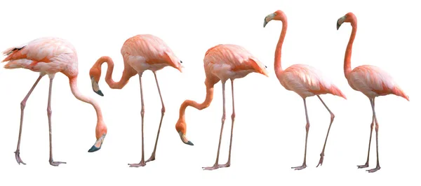 Bela ave flamingo isolada — Fotografia de Stock