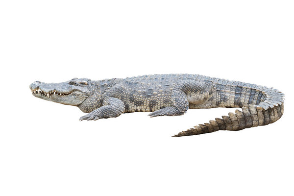 crocodile isolated