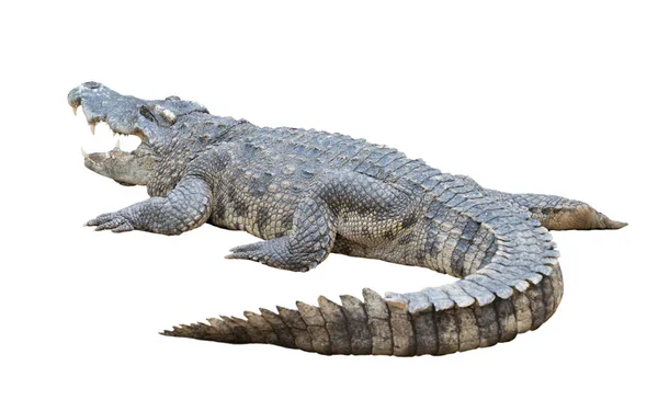 Krokodýl, samostatný — Stock fotografie