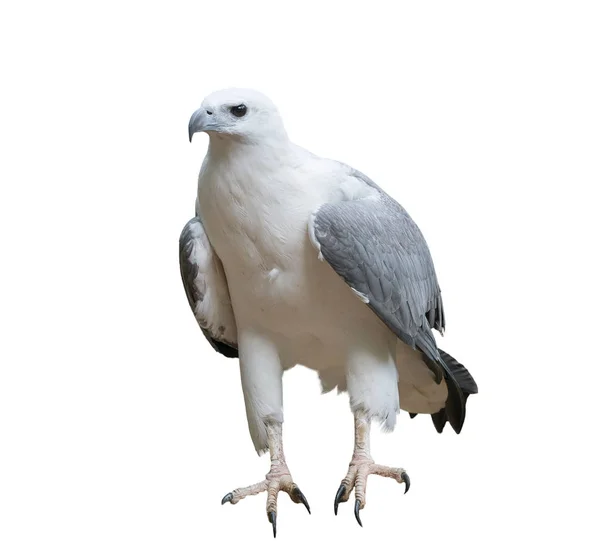 Witte bellied zeearenden geïsoleerd — Stockfoto