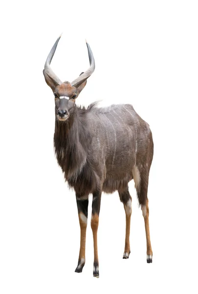 Maschio nyala isolato — Foto Stock