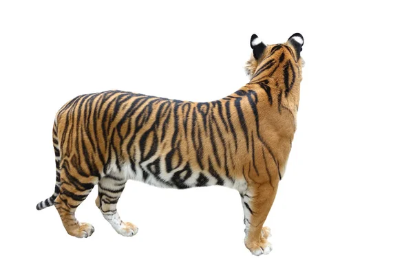 Tigre bengala isolata — Foto Stock