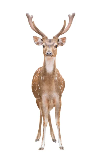 Axis deer isolated — Stock Photo, Image