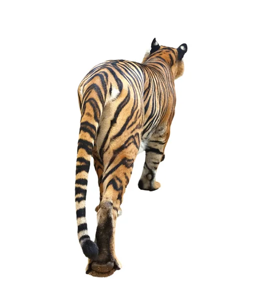 Bengalisk tiger isolerade — Stockfoto