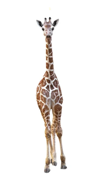 Jeune girafe isolée — Photo