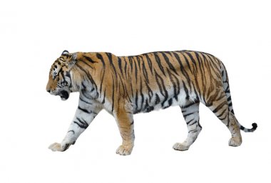 male siberian tiger isolated clipart