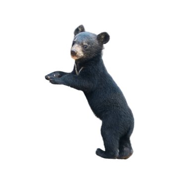 young asiatic black bear isolated clipart