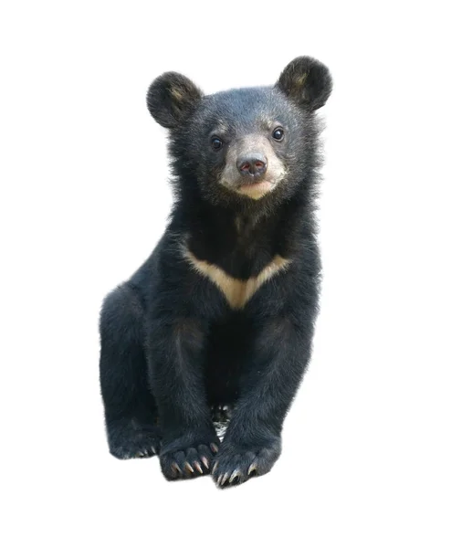 Junger asiatischer Schwarzbär isoliert — Stockfoto