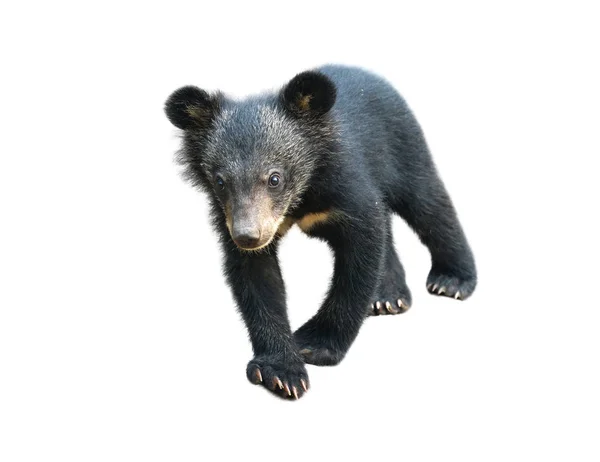 Νέοι Ασιατική black bear, απομονωμένο — Φωτογραφία Αρχείου