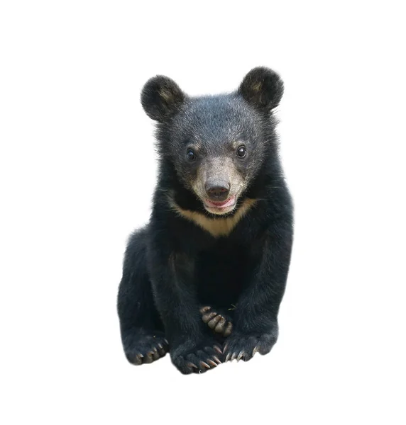 Jovem asiático urso negro isolado — Fotografia de Stock