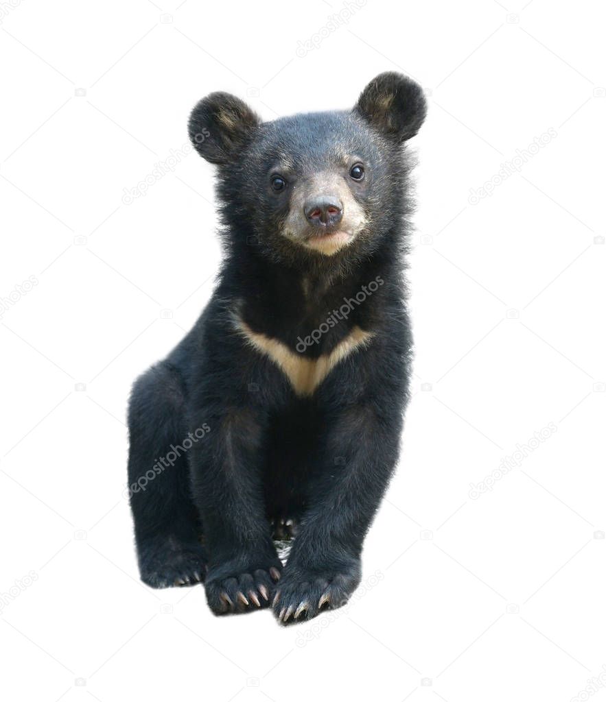 young asiatic black bear isolated