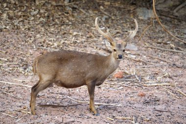 Domuz geyiği (Axis porcinus)