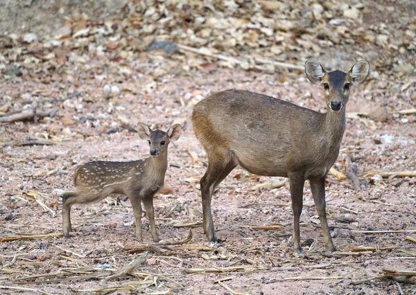 Caprioli (Hyelaphus porcinus) ) — Foto Stock