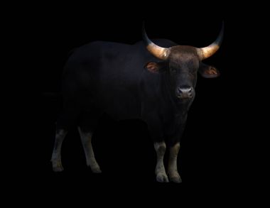 gaur standing in the dark clipart