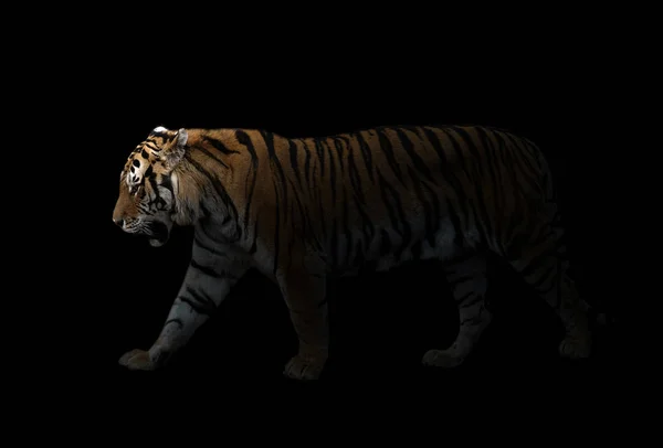 Male siberian tiger in the dark — Stock Photo, Image