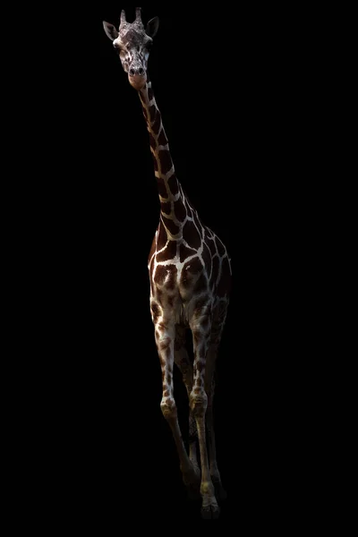 Girafa de pé no escuro — Fotografia de Stock