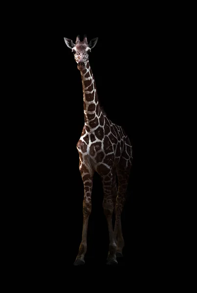 Girafa de pé no escuro — Fotografia de Stock