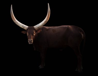 Siyah arka planda dişi Ankole Watusi