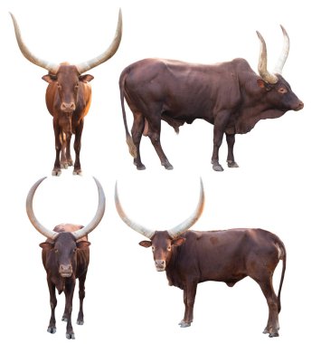 Beyaz arka plan üzerinde izole watusi