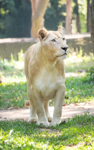 Çimenlerde yürüyen dişi beyaz aslan. — Stok fotoğraf