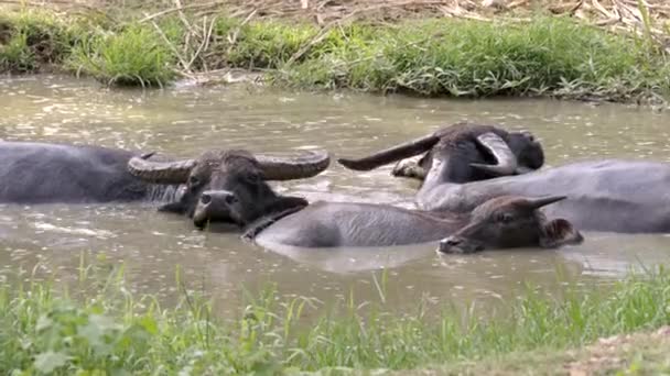 Buffle Eau Dans Étang Boue — Video