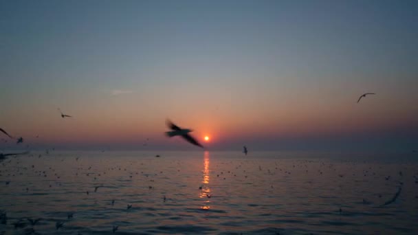 Groep Meeuwen Die Bij Zonsondergang Zee Vliegen — Stockvideo