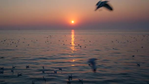 Group Seagulls Flying Sea Sunset — Stock Video