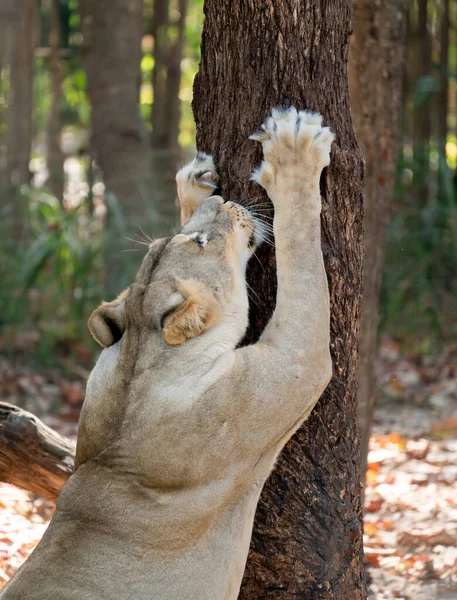 Leão fêmea arranhando casca de árvore — Fotografia de Stock