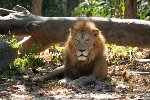 Samiec lew odpoczywający w zoo — Zdjęcie stockowe