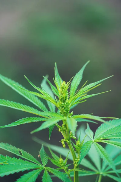 Cerca de los sacos de polen de plantas de cannabis macho — Foto de Stock