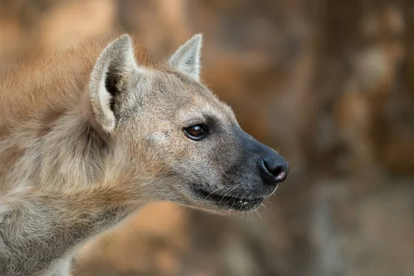 Gevlekte hyena kop van dichtbij — Stockfoto