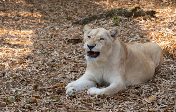 Dişi Afrika aslanı — Stok fotoğraf