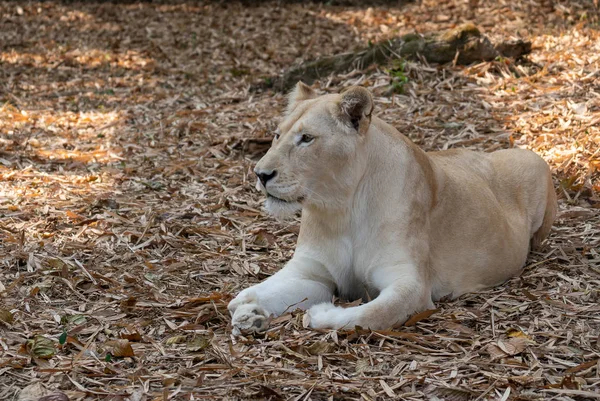 Female african lion — Stock Photo, Image