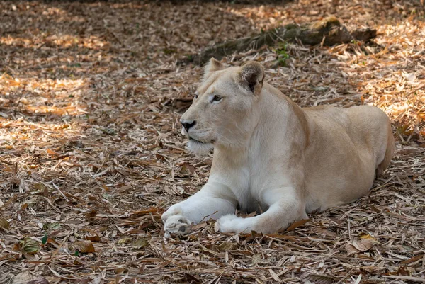 León africano femenino — Foto de Stock