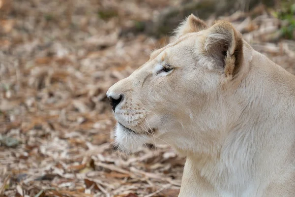 Dişi Afrika aslanı — Stok fotoğraf