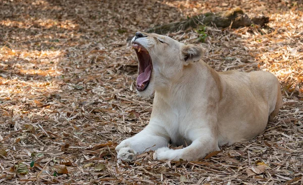 Leão africano feminino — Fotografia de Stock