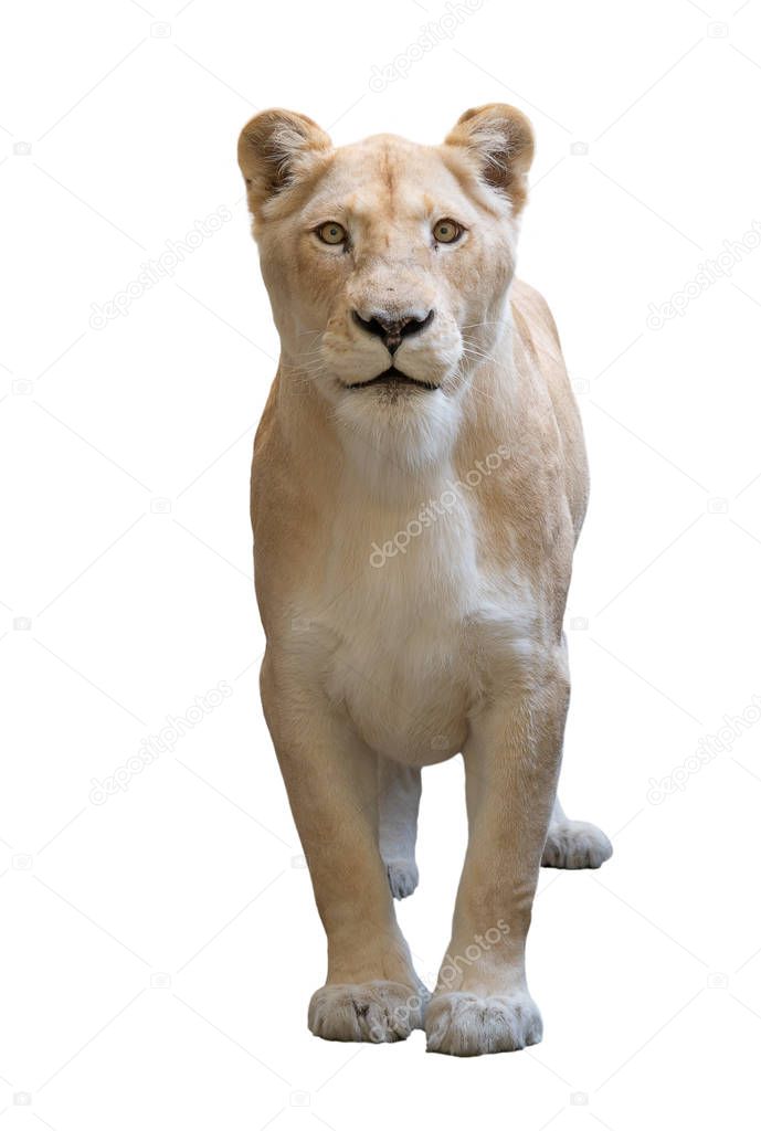 female lion isolated on white background